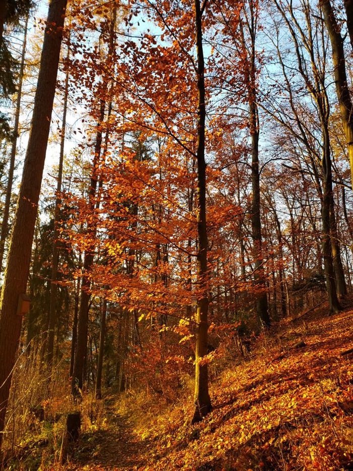 Enjoy the beautiful autumn landscape in Leoben and its surroundings. Photo_5___Autumn_in_Leoben