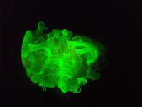 Lichtmikroskopie-Aufnahme von grün fluoreszierenden Baumwollfasern mit biosynthetisch in die Zellulosefibrillen integrierten konjugierten Molekülen