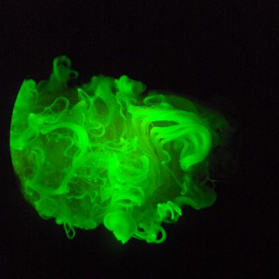 Lichtmikroskopie-Aufnahme von grün fluoreszierenden Baumwollfasern mit biosynthetisch in die Zellulosefibrillen integrierten konjugierten Molekülen