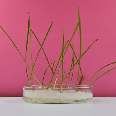 Junge Pflanzen mit langen, dünnen Trieben wachsen in einer Pflanzschale, in der feine Plastikparikel liegen.