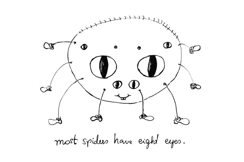 Most spiders have eight eyes | Drawing: L. Spiegelhofer