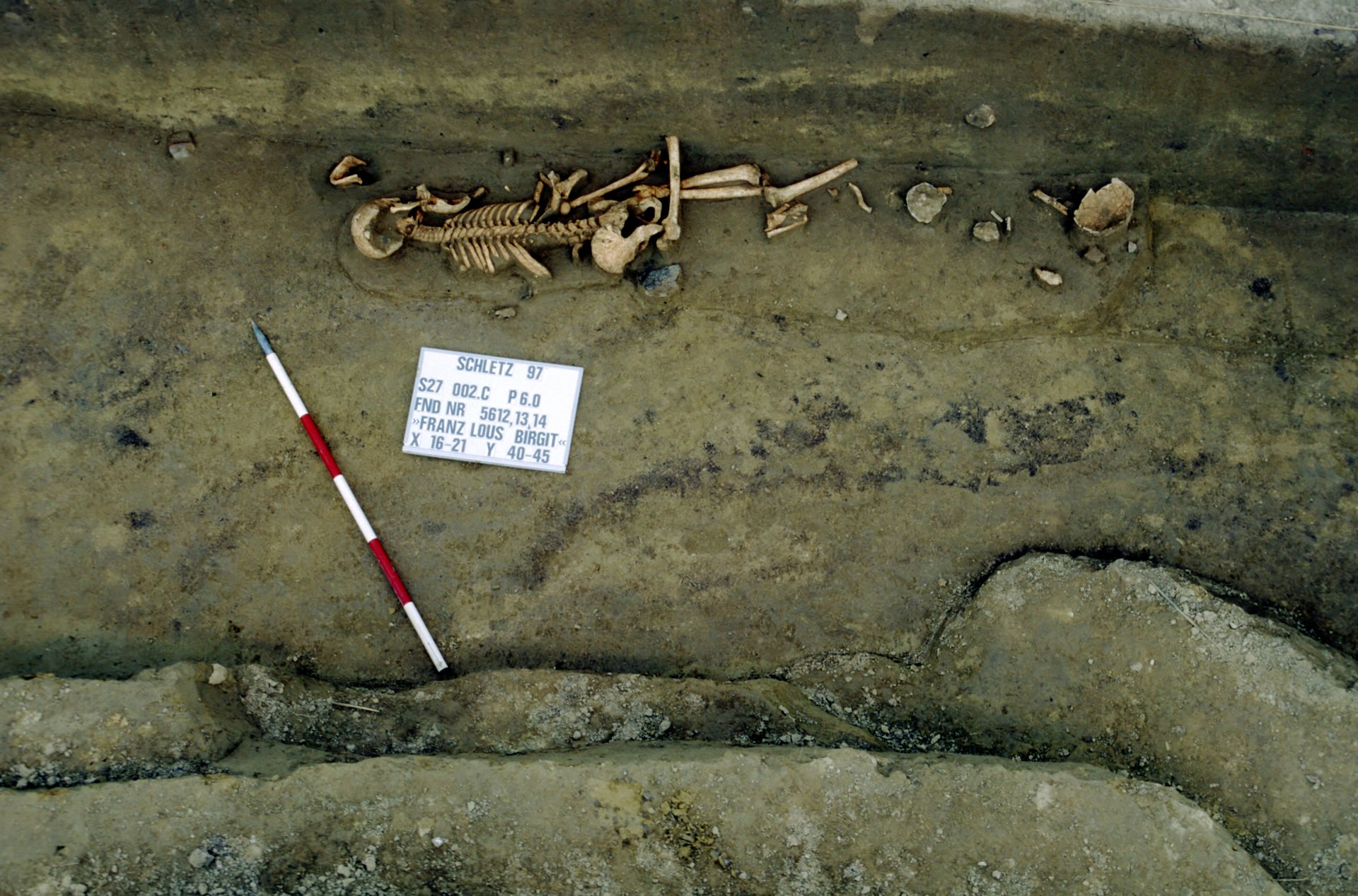 Skelett, das bei den Grabungen in Schletz zum Vorschein kam. © Landessammlungen Niederösterreich