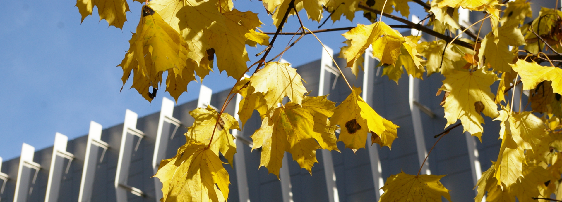 Herbstlich gelbe Blätter vor dem Erzherzog-Johann Gebäude der Montanuniversität.